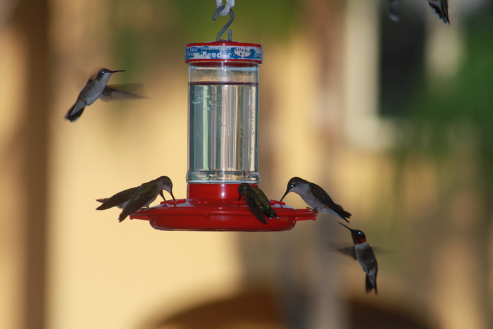 Hummingbirds Feeding in The Texas Coastal Bend Area